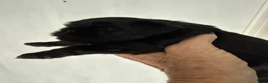 Brussels Griffon 3