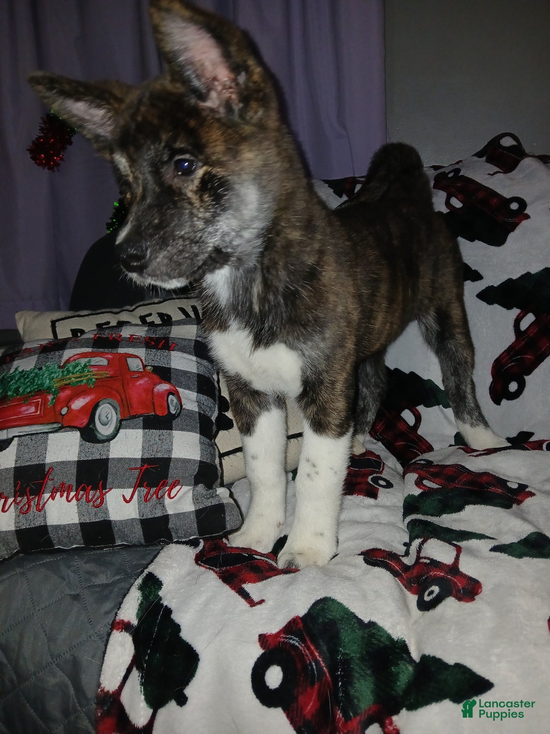 Akita dogs for sale: Astra - Ad 3