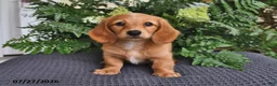 Miniature Dachshund dogs for sale: Rosie - Ad 4