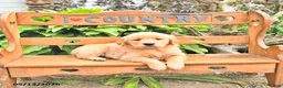 Golden Retriever dogs for sale: Bennet - Ad 1
