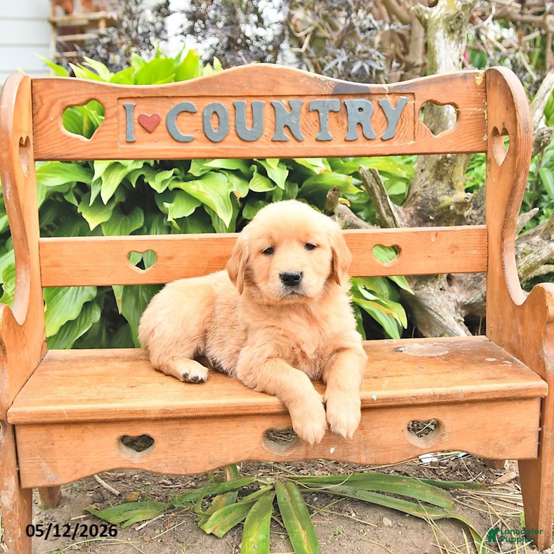 Golden Retriever dogs for sale: Bennet - Ad 1