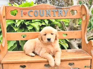 Golden Retriever dogs for sale: Bennet - Ad 2