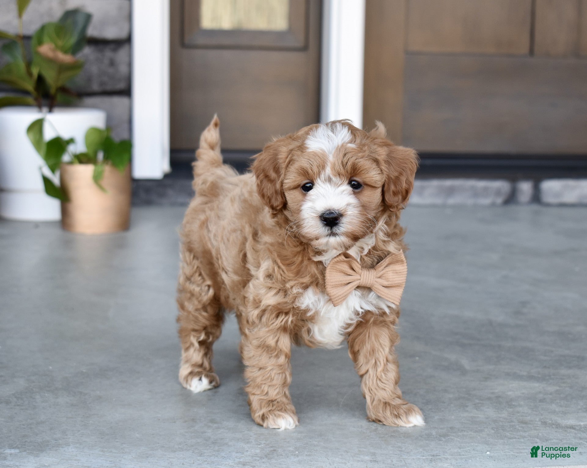 Cavapoo dogs Bentley - Ad 1