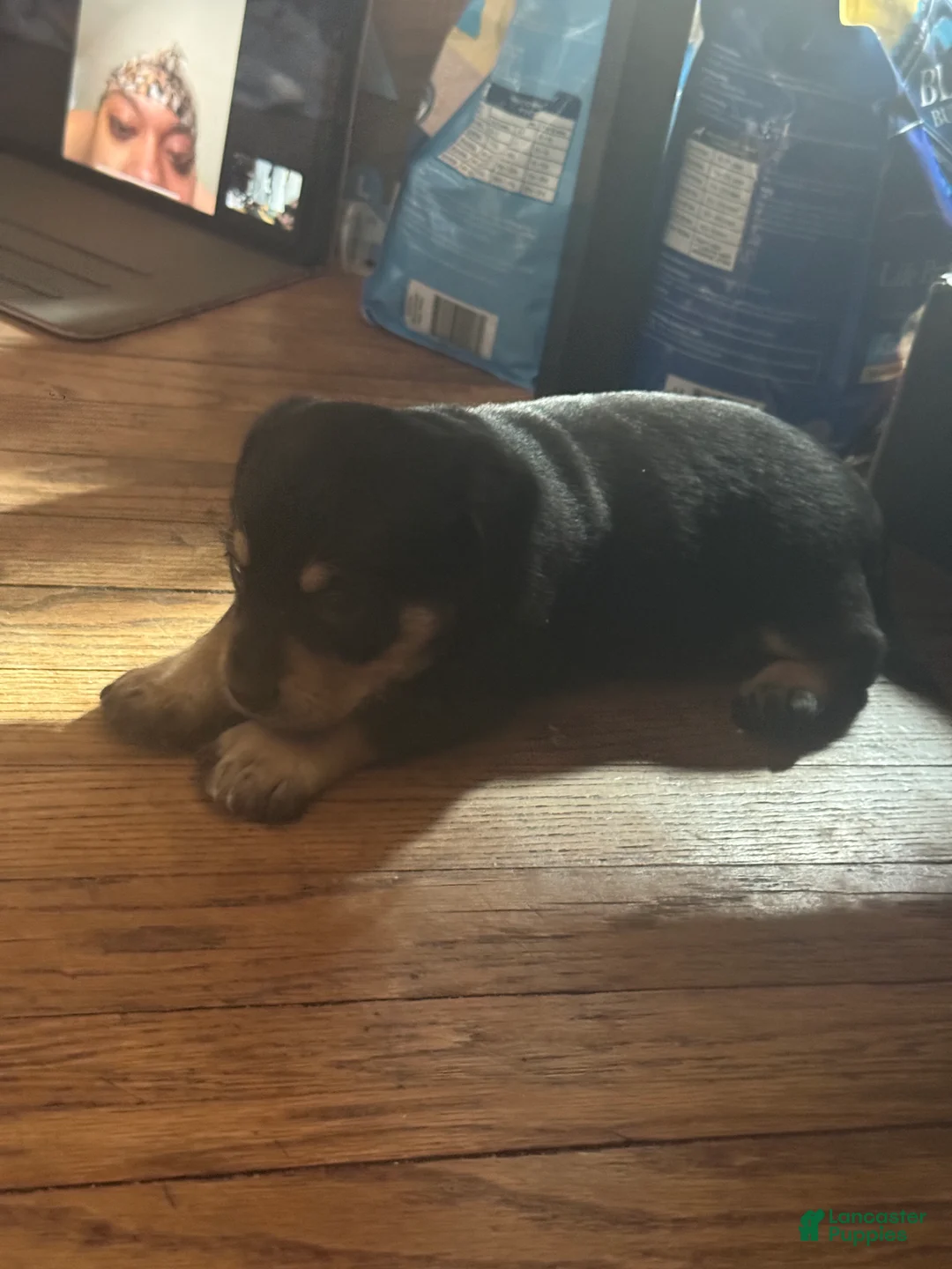 Mixed Breed dogs for sale: Cookie - Ad 1