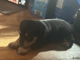 Mixed Breed dogs Cookie - Ad 24