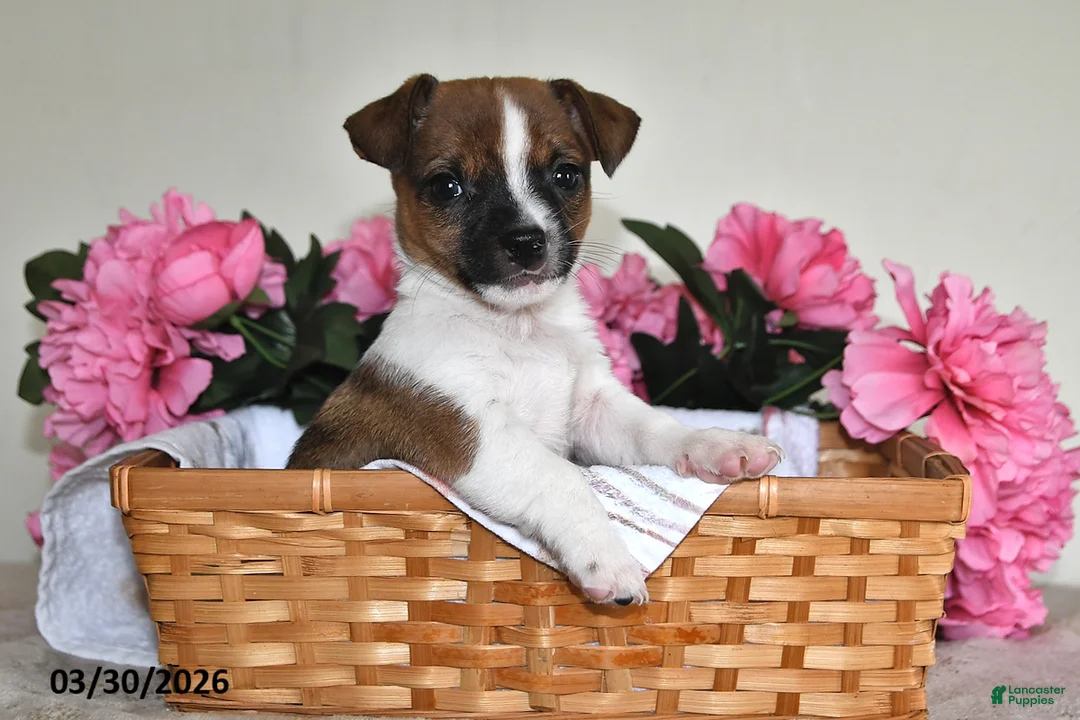 Jack Russell Terrier dogs for sale: Billy - Ad 1