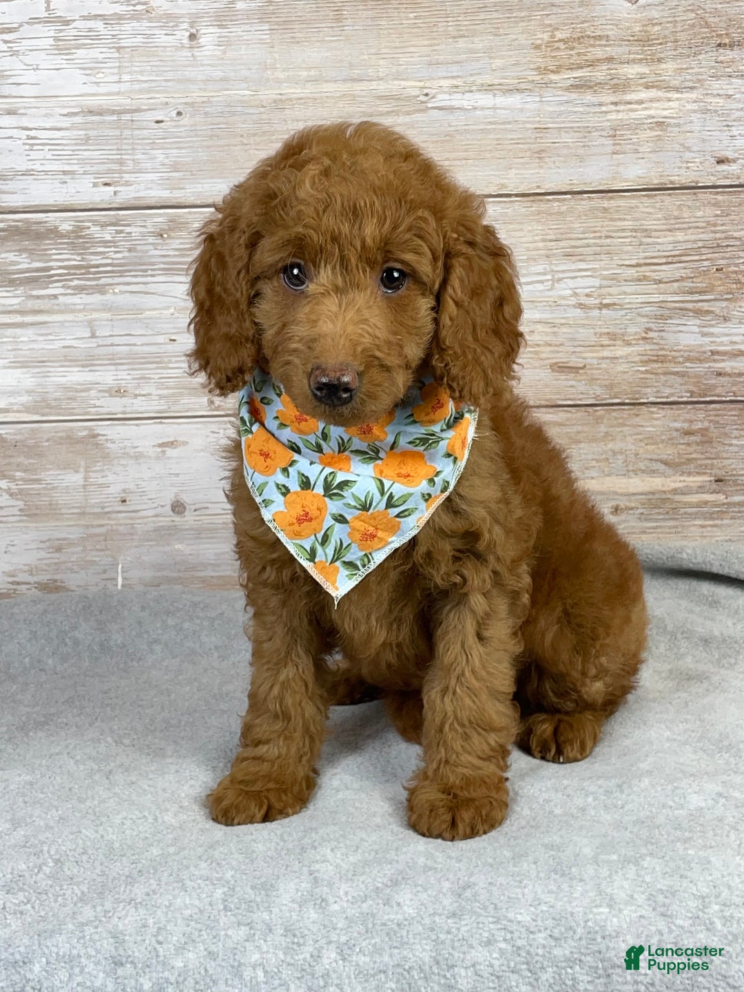 Goldendoodle dogs for sale: Goldendoodle Puppy 2 - Ad 1