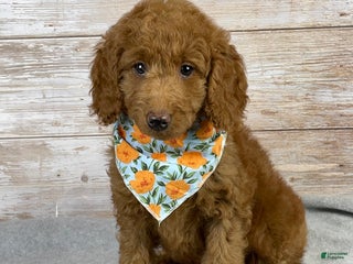 Goldendoodle dogs Goldendoodle Puppy 2 - Ad 23