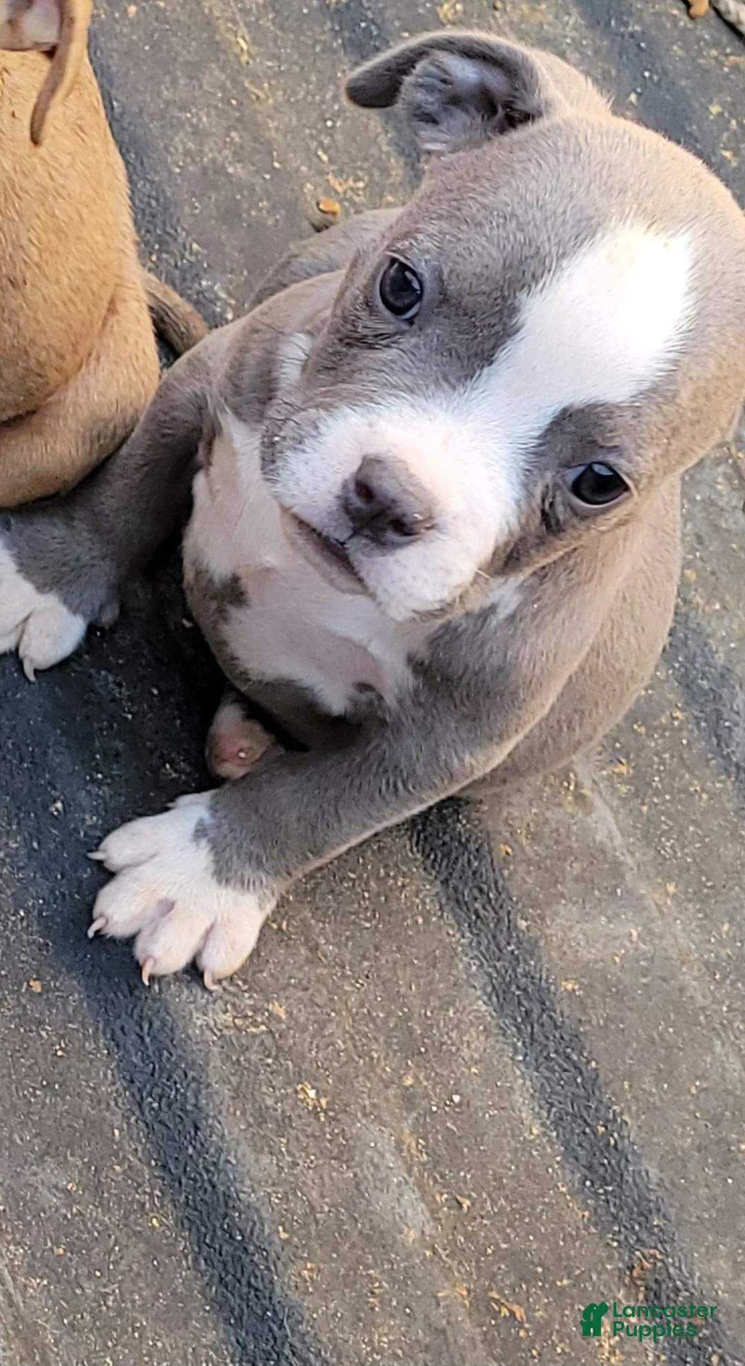 English Bulldog dogs for sale: Blue and white - Ad 1