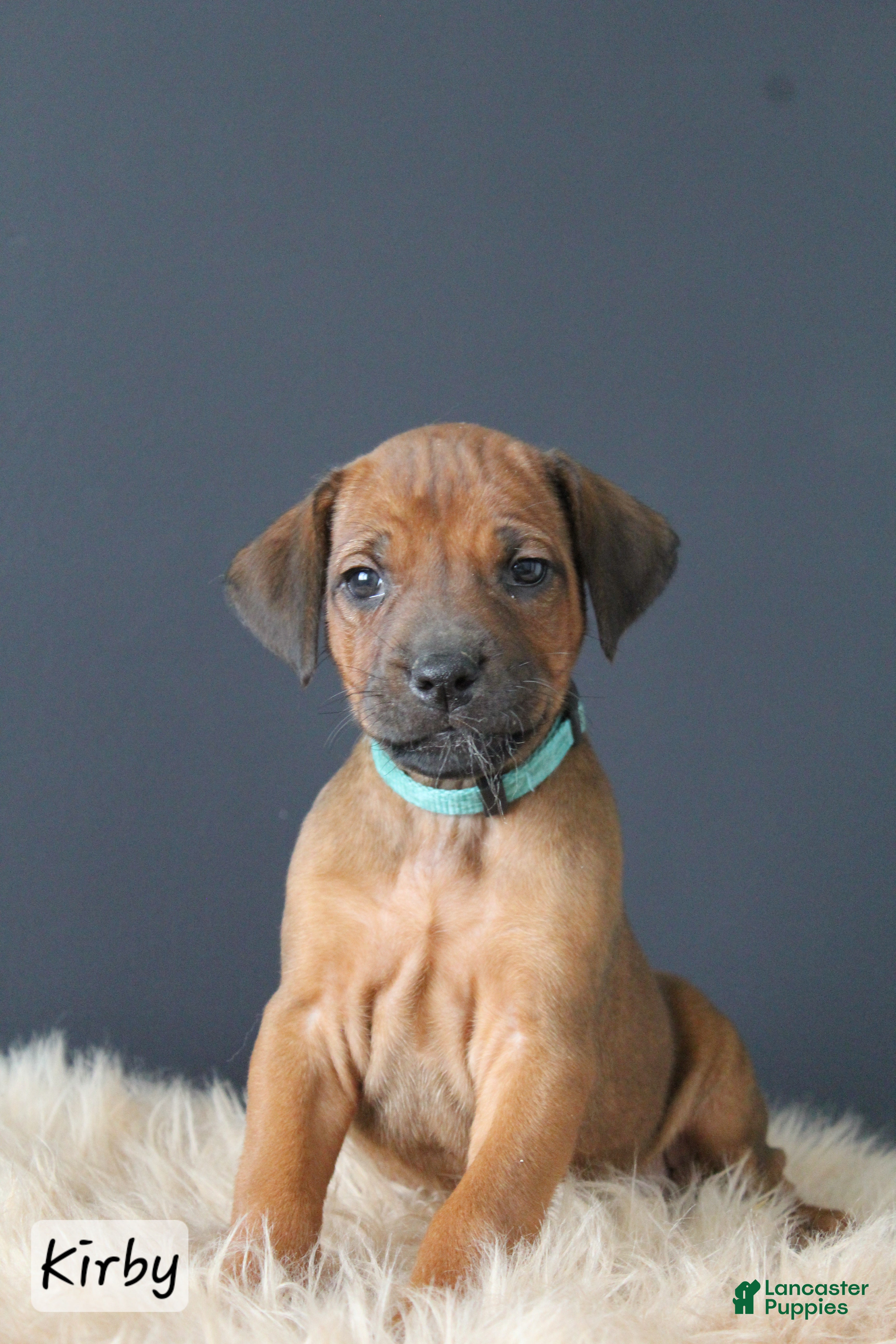 Rhodesian Ridgeback dogs Kirby - Ad 1