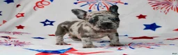French Bulldog dogs for sale: Peppa - Ad 3