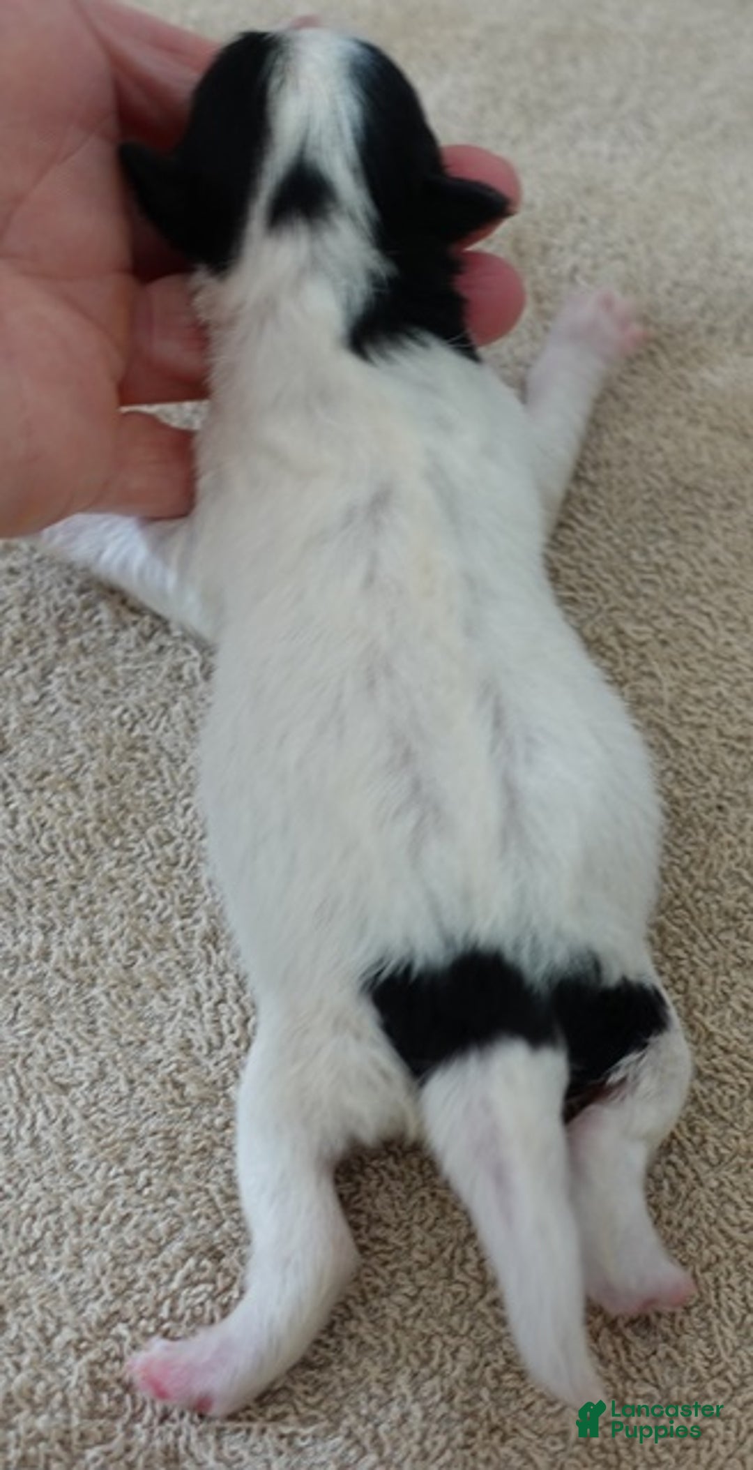 Yorkshire Terrier dogs for sale: Xena exotic parti - Ad 7