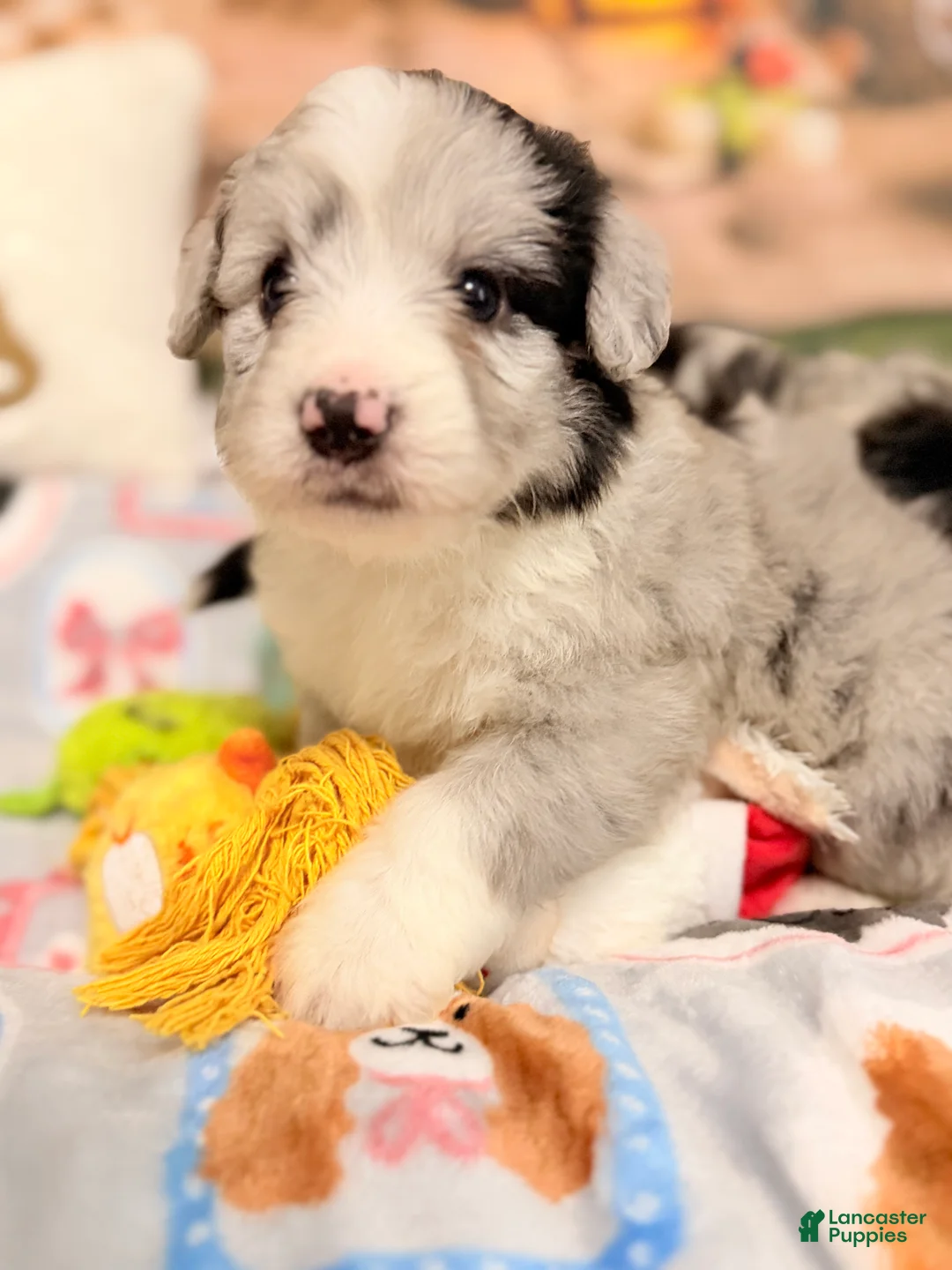 Mini Aussiedoodle dogs for sale: Goofy - Ad 1
