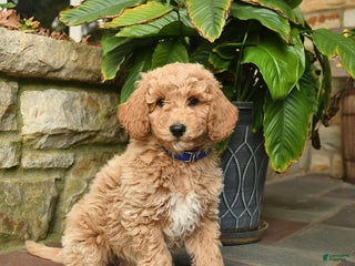 Mini Goldendoodle dogs - Ad 39