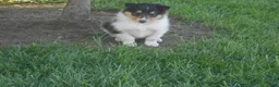 Collie dogs for sale: Agnes - Ad 8