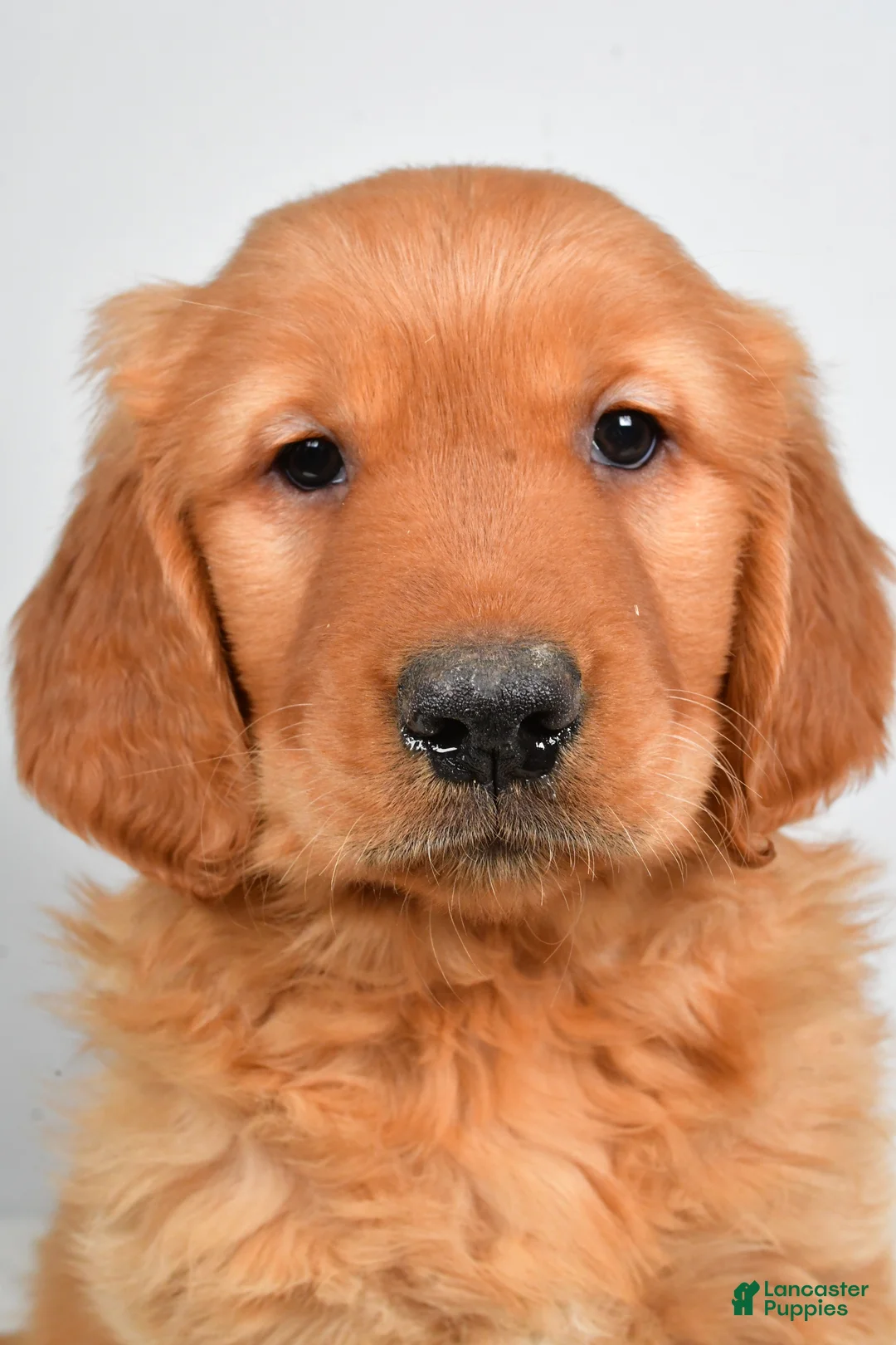 Golden Retriever dogs for sale: Asher - Ad 4