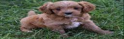 Cavapoo dogs for sale: Lily - Ad 3