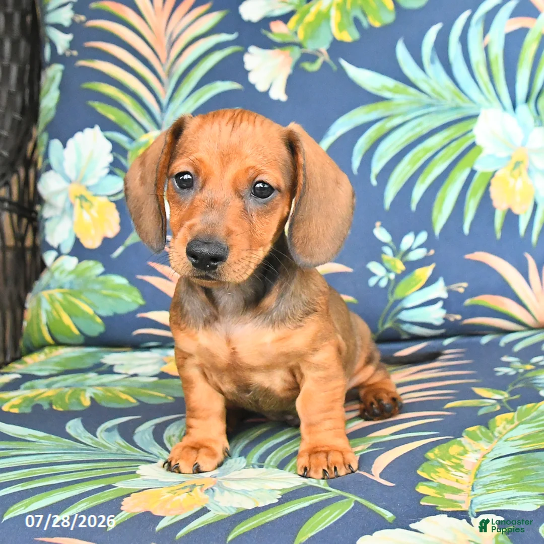Miniature Dachshund dogs for sale: Jake - Ad 1