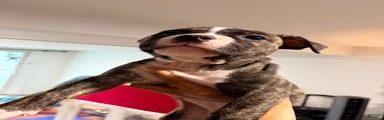 American Bully 2