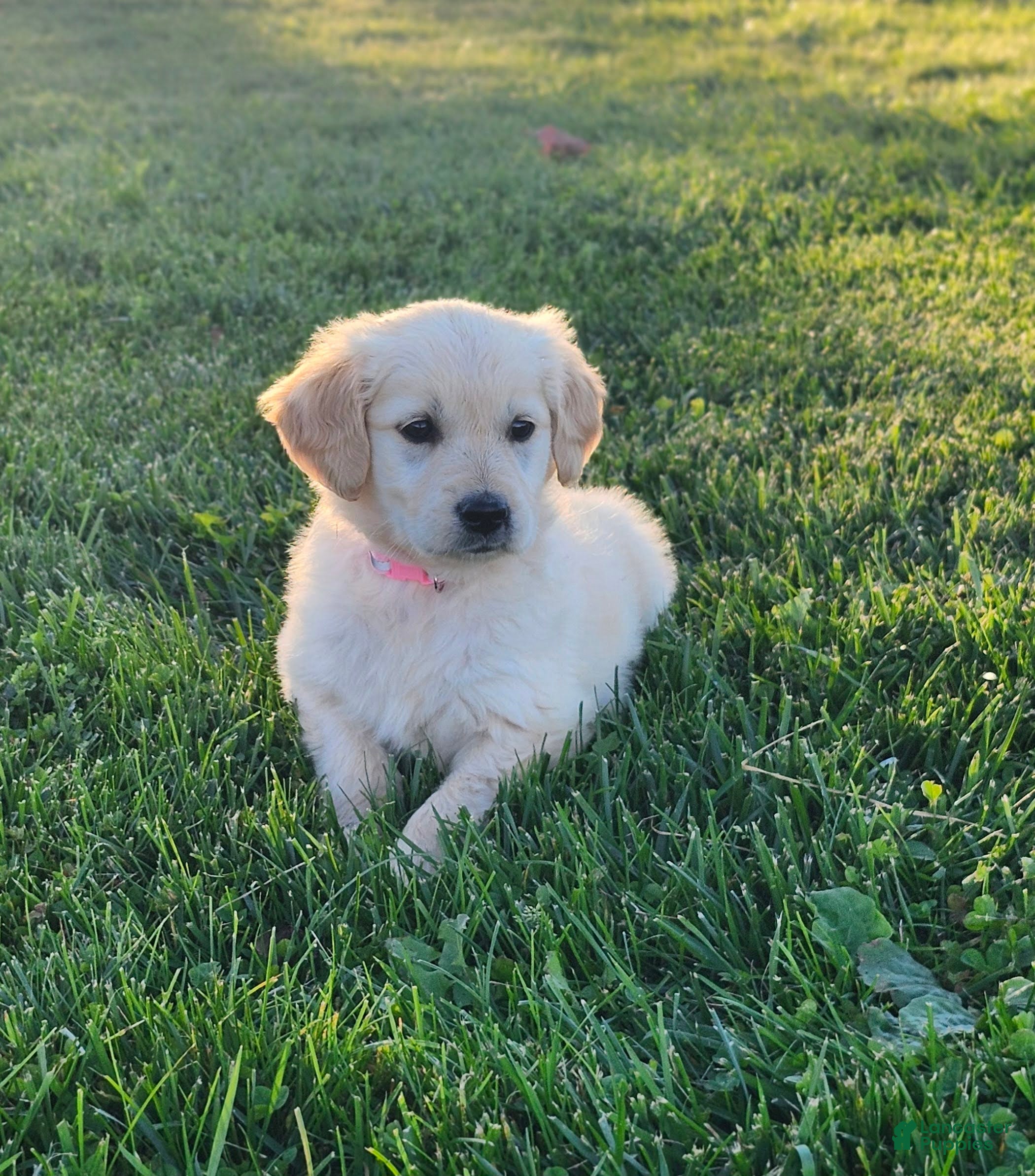 Golden Retriever dogs Daisy - Ad 2