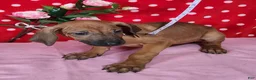 Rhodesian Ridgeback dogs for sale: Roxy - Ad 1