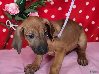 Rhodesian Ridgeback dogs Roxy - Ad 10