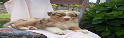Australian Shepherd dogs for sale: Skylar - Ad 3