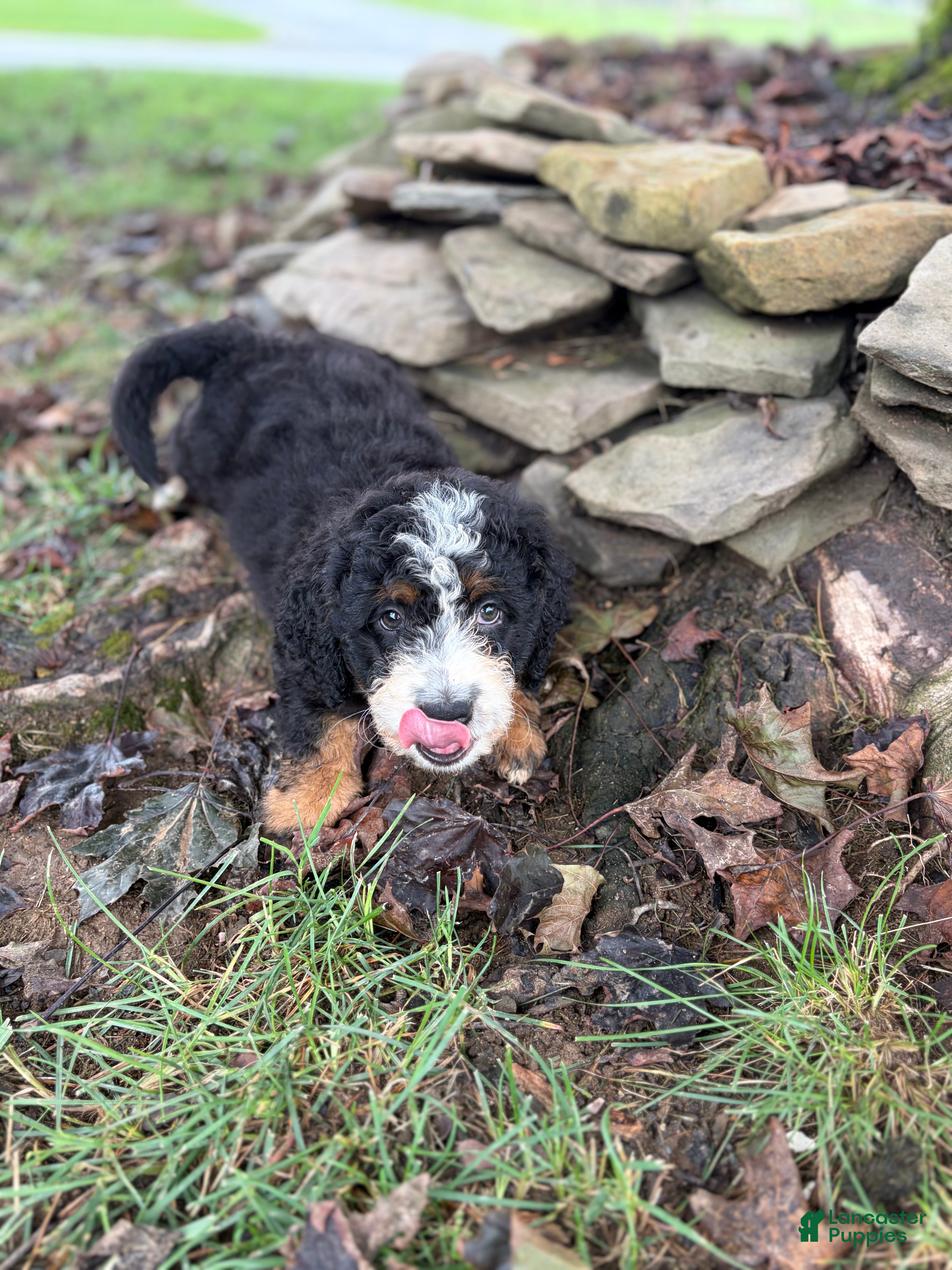 Mini Bernedoodle dogs Blaze - Ad 2