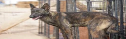 Dutch Shepherd dogs for sale: Dutchie F 1 - Ad 6
