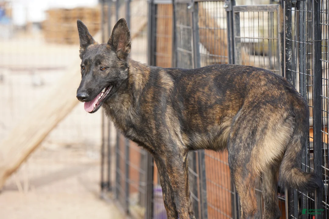 Dutch Shepherd dogs for sale: Dutchie F 1 - Ad 6