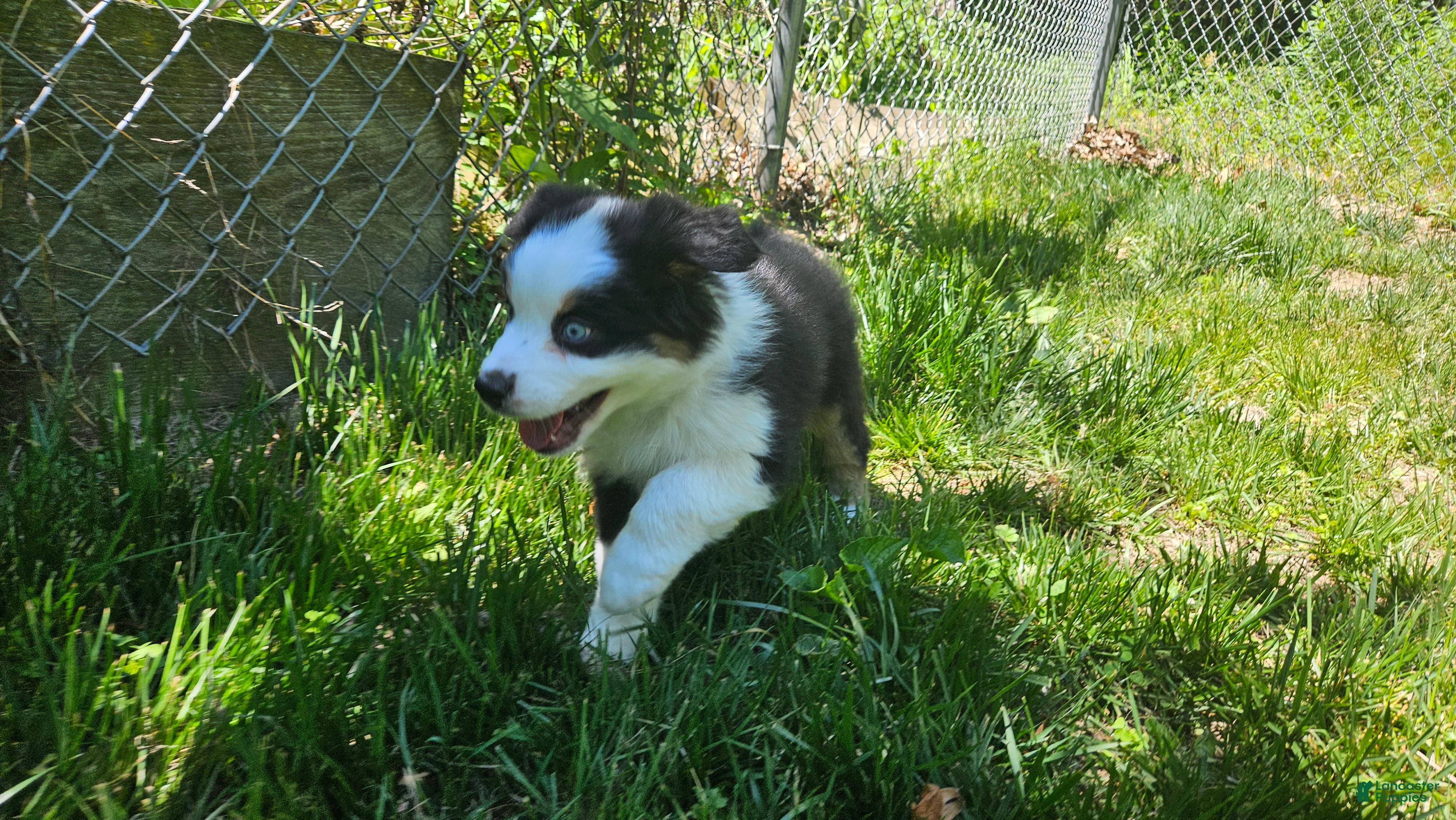 Australian Shepherd dogs Willow - Ad 22