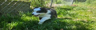 Willow