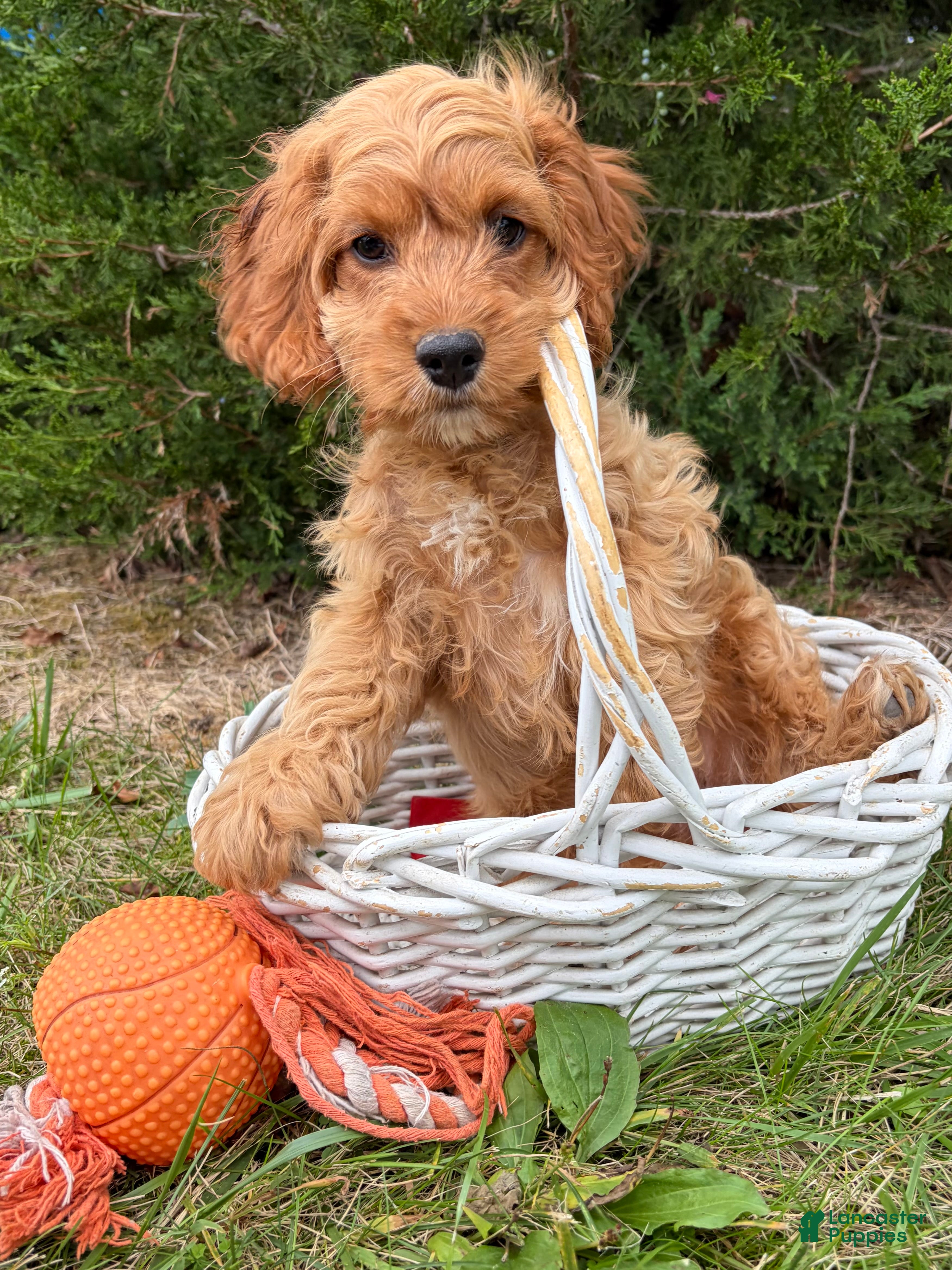 Becca, Cockapoo