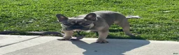 French Bulldog dogs for sale: French Bulldog Puppy 4 - Ad 1