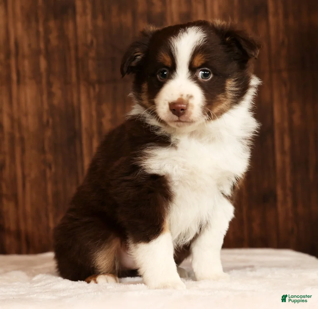 Miniature Australian Shepherd dogs for sale: Shadow - Ad 8