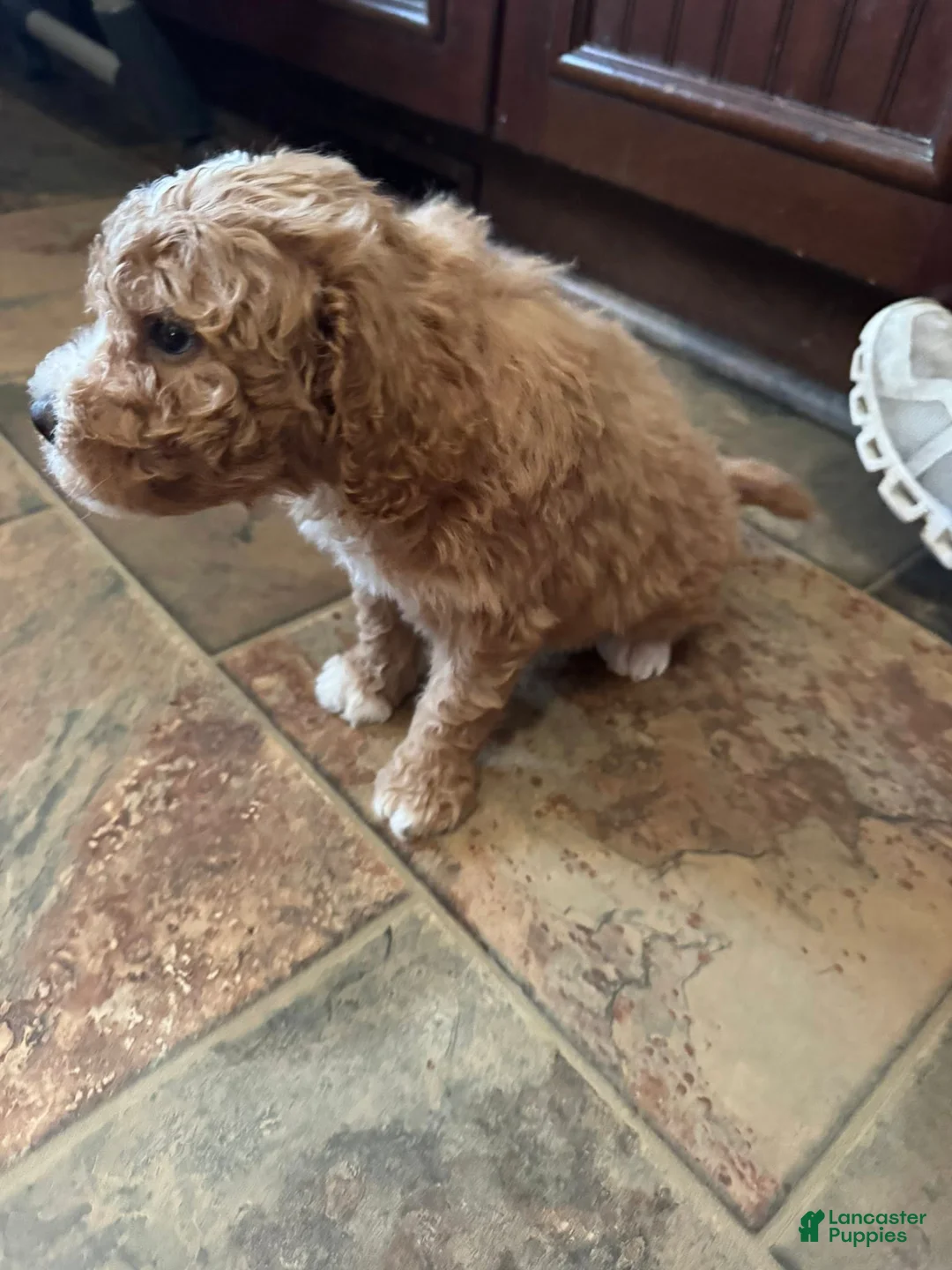 Bernedoodle dogs for sale: mini Bernedoodle Puppy 1 white - Ad 3