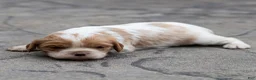 Cavalier King Charles Spaniel dogs for sale: Peach Cavalier King Charles Spaniel Puppy  - Ad 4