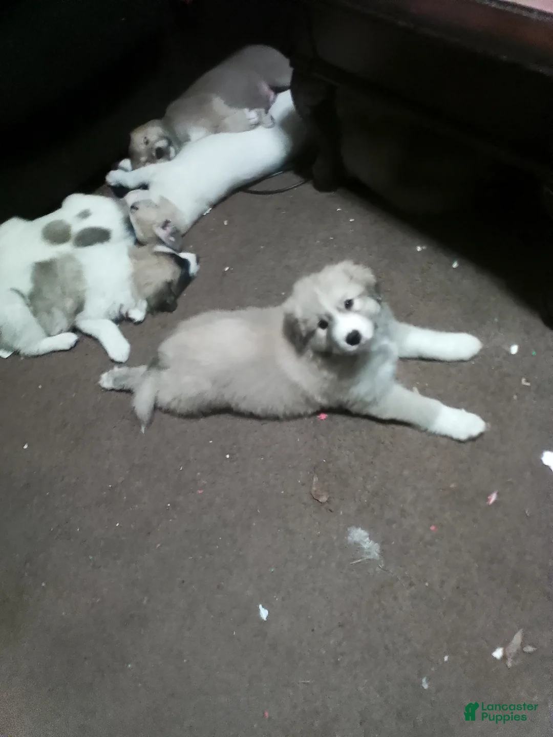 Mixed Breed dogs for sale: Rolly Polly Boy - Ad 15