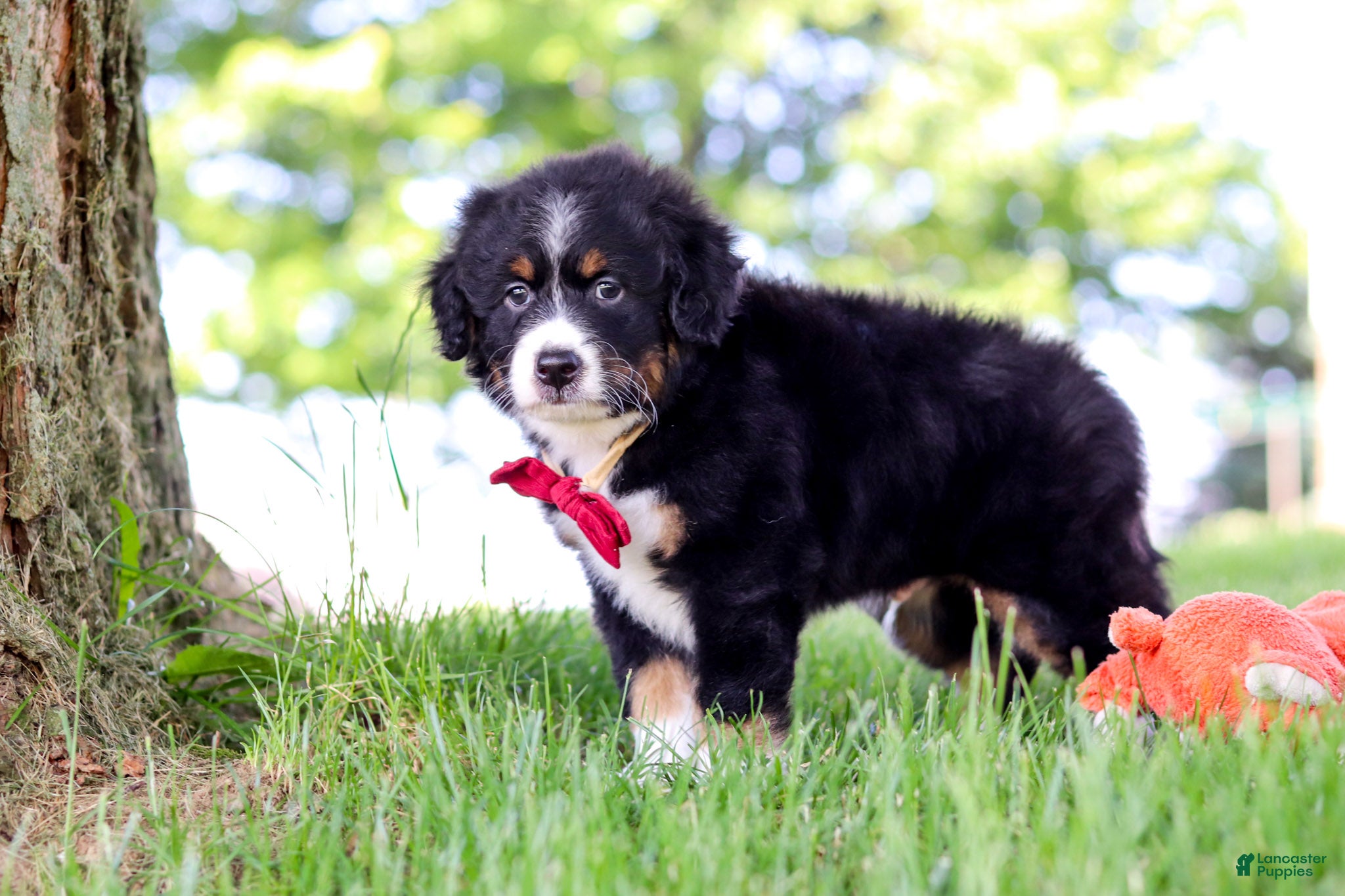 Mini Bernedoodle dogs Grasshopper - Ad 2