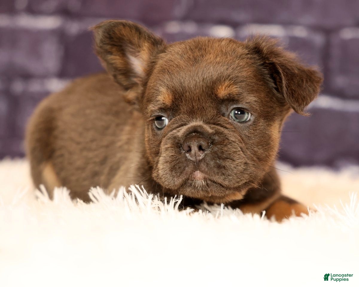 French Bulldog dogs Louie - Ad 1