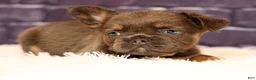 French Bulldog dogs for sale: Louie - Ad 1