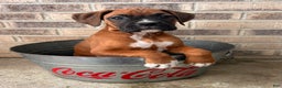 Boxer dogs for sale: Skylar - Ad 3