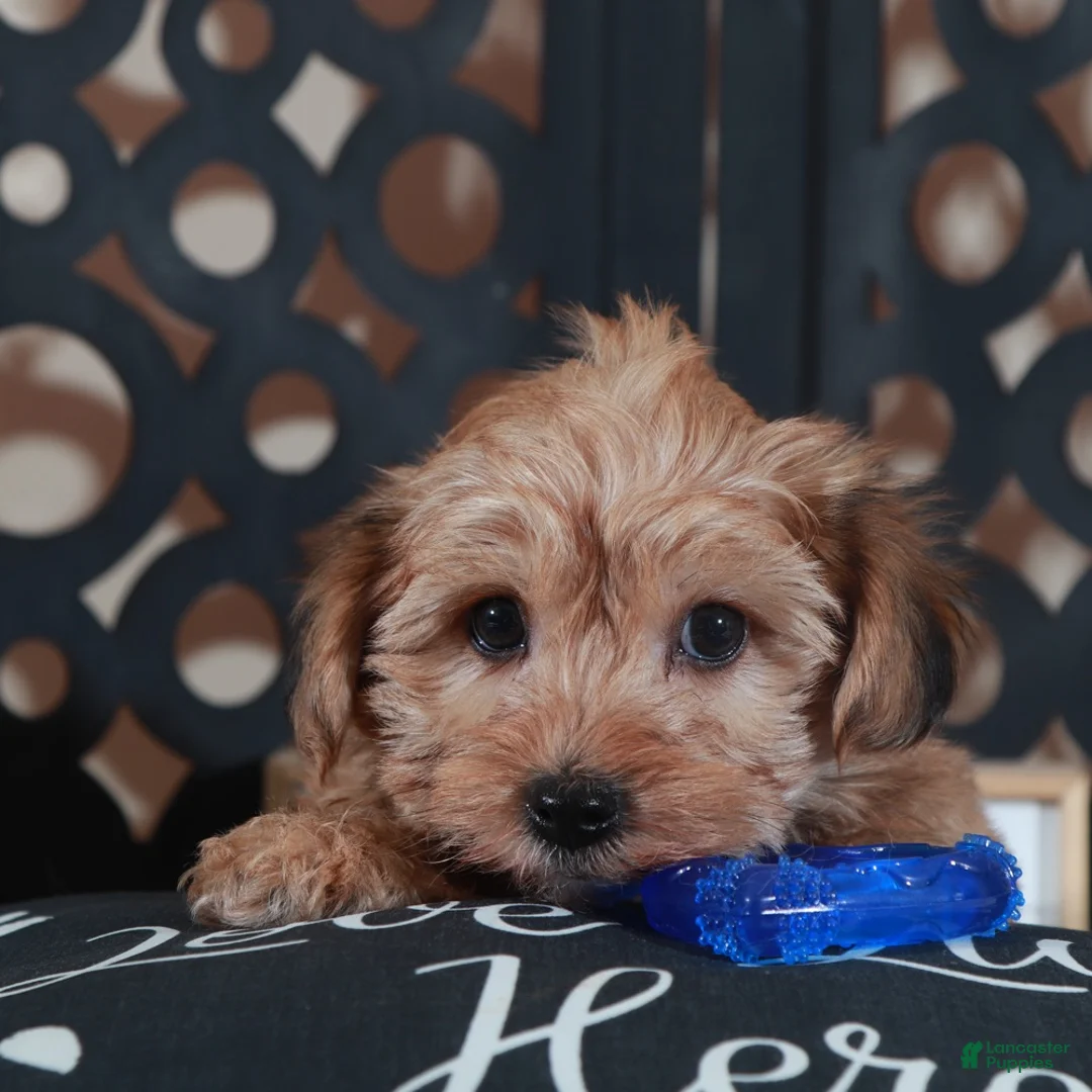 Yorkiepoo dogs for sale: Bourbon Intoxicating Yorkiepoo Puppu - Ad 1