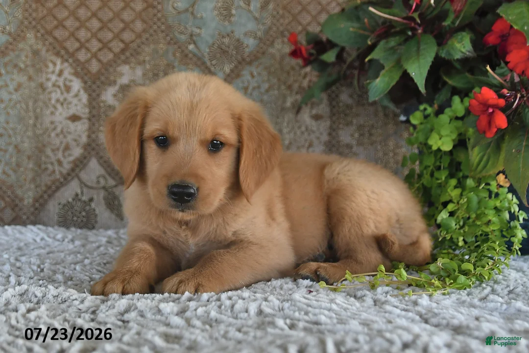 Golden Retriever dogs for sale: Axel - Ad 2