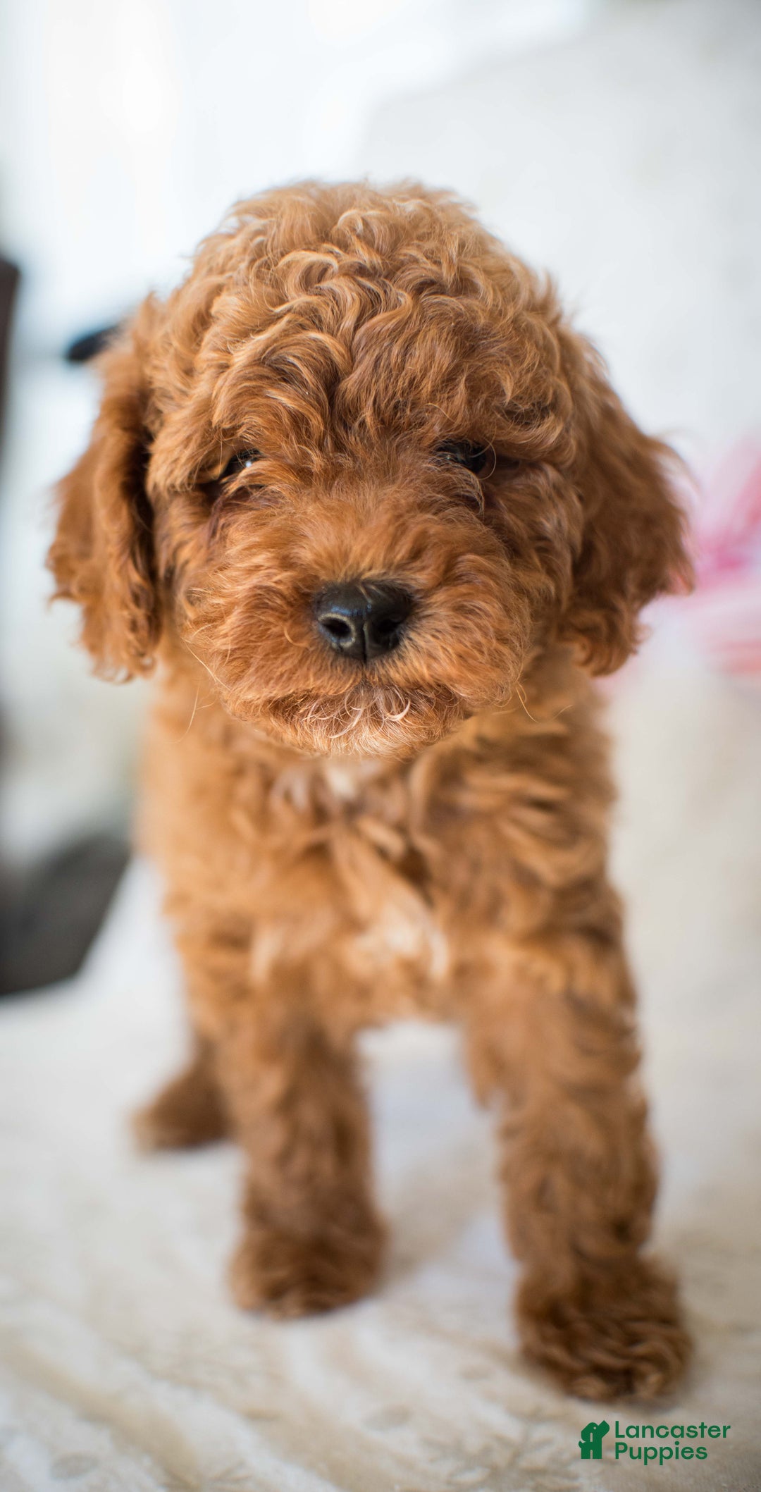Miniature Poodle dogs for sale: Cinnamon Spice - Ad 5