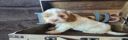 Cockapoo dogs for sale: Chaz - Ad 6
