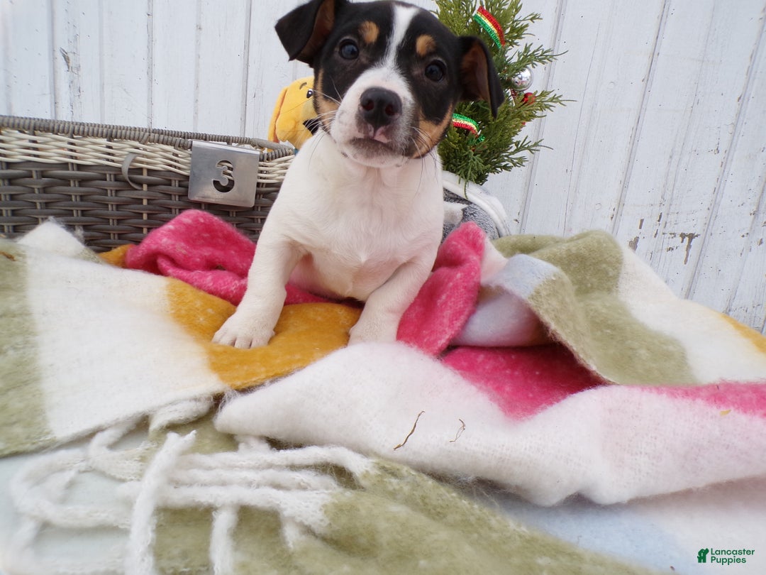 Jack Russell Terrier dogs for sale: Jack Russell Terrier Puppy 3 Rocky - Ad 1