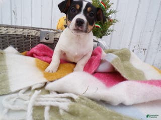 Jack Russell Terrier dogs Jack Russell Terrier Puppy 3 Rocky - Ad 28