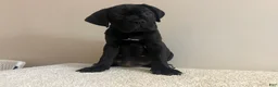 Cane Corso dogs for sale: Bella  - Ad 5