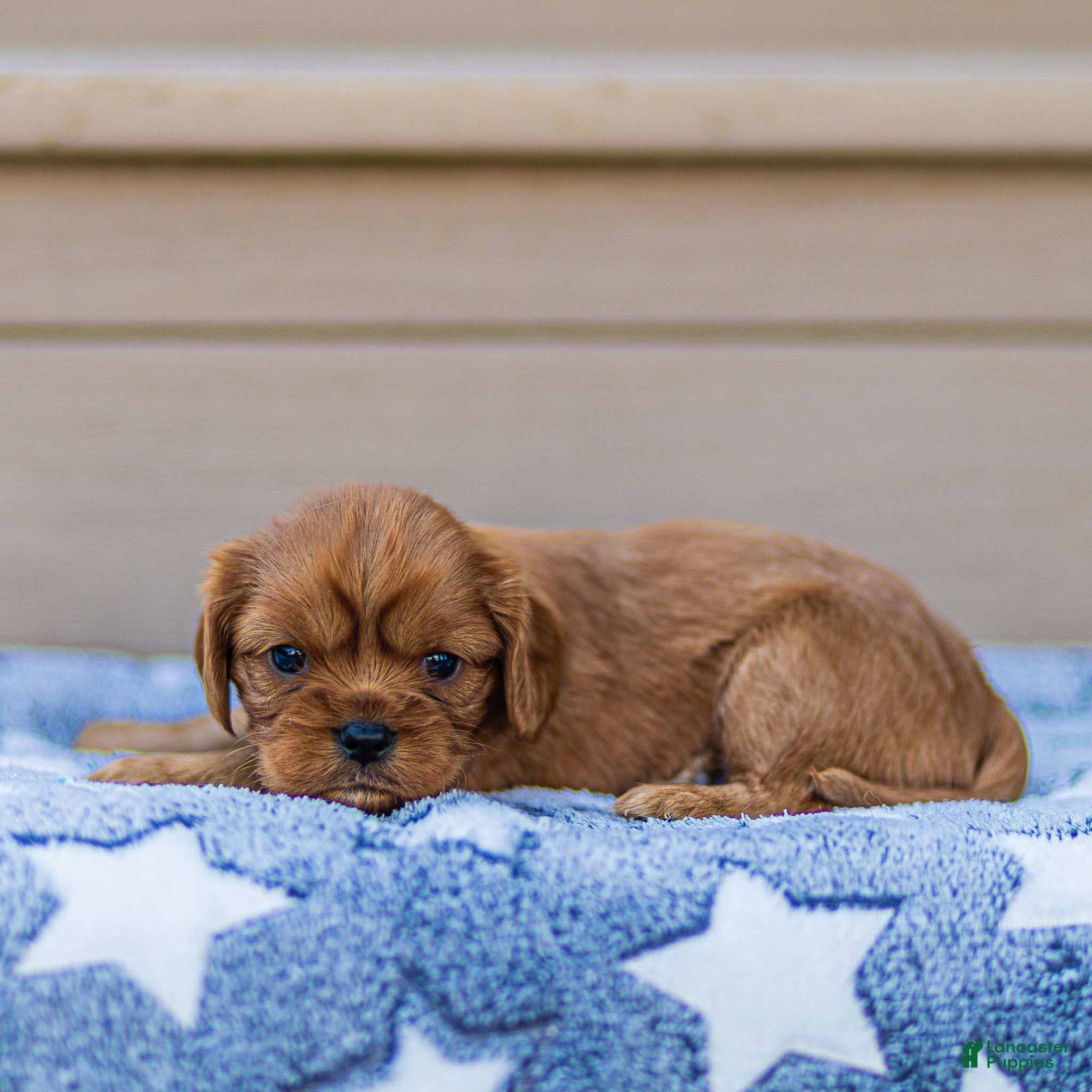 Cavalier King Charles Spaniel dogs Olive Cavalier King Charles Spaniel  - Ad 2